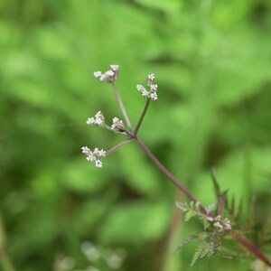 50-200 Samen der Strauchigen Stylosanthes (Stylosanthes scabra), einer Futterpflanzen-Leguminose Bild 8