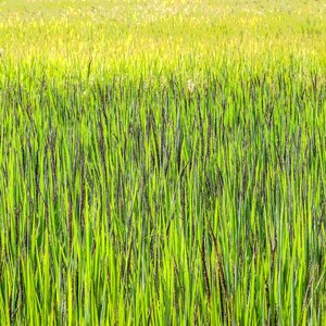 100-1000 risbärsfrön, Oryza sativa, vildt svart ris, lila korn, thairis bild 8