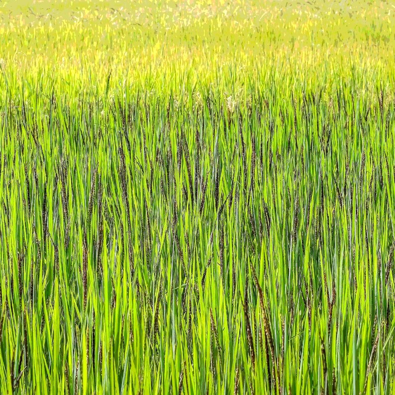 100-1000 risbärsfrön, Oryza sativa, vildt svart ris, lila korn, thairis bild 8
