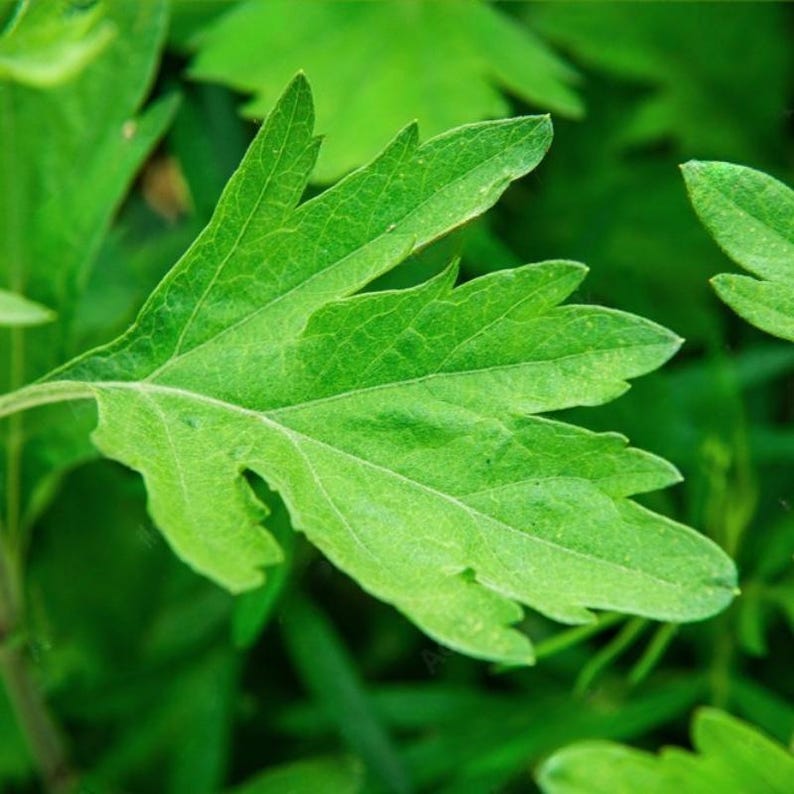 Más de 50 semillas de artemisa china, Artemisia argyi, hierba aromática Ai Ye. imagen 6