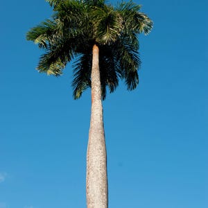 Puede incluir: Una palmera alta y esbelta con un tronco liso de color gris claro y una densa corona de largas frondas plumosas de color verde oscuro que se extienden hacia arriba contra un cielo azul claro y brillante. El &aacute;rbol se alza verticalmente.