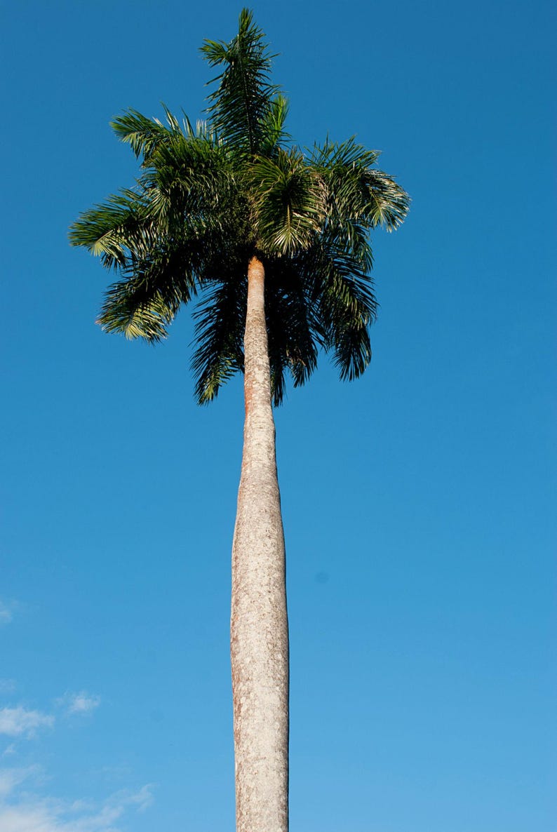 Puede incluir: Una palmera alta y esbelta con un tronco liso de color gris claro y una densa corona de largas frondas plumosas de color verde oscuro que se extienden hacia arriba contra un cielo azul claro y brillante. El &aacute;rbol se alza verticalmente.