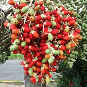 Puede incluir: Un racimo grande y denso de frutos de palma de forma ovalada que cuelga de un &aacute;rbol. Los frutos muestran un degradado de colores vibrantes, desde rojo y naranja brillantes hasta verde p&aacute;lido, unidos a una estructura de tallo gruesa.