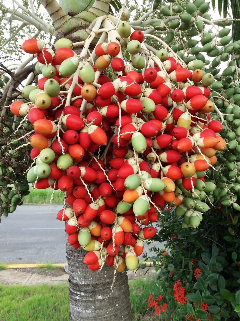 Puede incluir: Un racimo grande y denso de frutos de palma de forma ovalada que cuelga de un &aacute;rbol. Los frutos muestran un degradado de colores vibrantes, desde rojo y naranja brillantes hasta verde p&aacute;lido, unidos a una estructura de tallo gruesa.