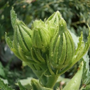 15+ Durgesh Nandani Okra Seeds, Abelmoschus esculentus, Bhindi, Indian Lady Finger image 4
