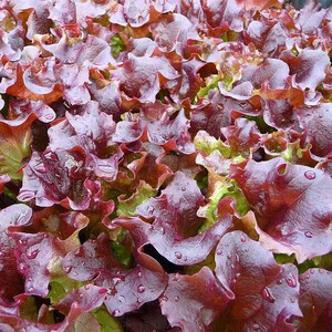 ロロロッサレタスの種100粒以上、学名：Lactuca sativa、レッドリーフレタス、カーリーレタス 画像 3