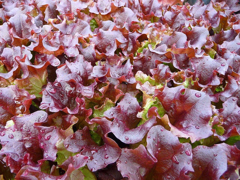 ロロロッサレタスの種100粒以上、学名：Lactuca sativa、レッドリーフレタス、カーリーレタス 画像 3