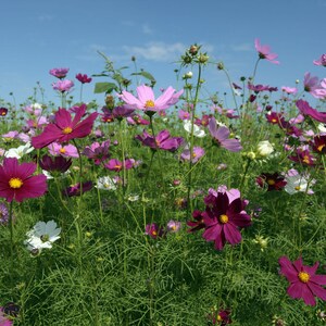 K&ouml;nnte beinhalten: Ein Feld mit Kosmeen in Magenta-, Rosa- und Wei&szlig;t&ouml;nen mit gelben Mitten, die auf d&uuml;nnen gr&uuml;nen Stielen mit gefiedertem Laub unter einem klaren blauen Himmel wachsen. Die Blumen befinden sich in verschiedenen Bl&uuml;hstadien und sind auf der Wiese verteilt.