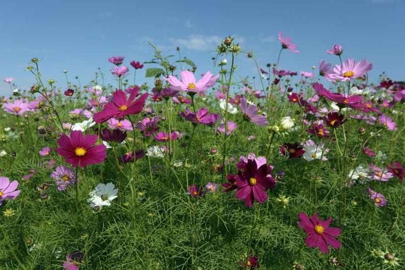 K&ouml;nnte beinhalten: Ein Feld mit Kosmeen in Magenta-, Rosa- und Wei&szlig;t&ouml;nen mit gelben Mitten, die auf d&uuml;nnen gr&uuml;nen Stielen mit gefiedertem Laub unter einem klaren blauen Himmel wachsen. Die Blumen befinden sich in verschiedenen Bl&uuml;hstadien und sind auf der Wiese verteilt.