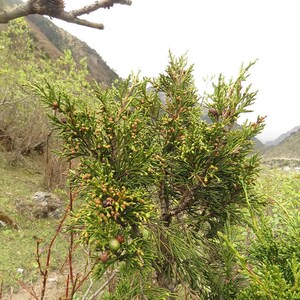 May include: A coniferous evergreen shrub with dense, scale-like green foliage and small, round, brownish-green cones scattered throughout the branches. The plant features a central woody stem and multiple upward-reaching, textured branch segments.