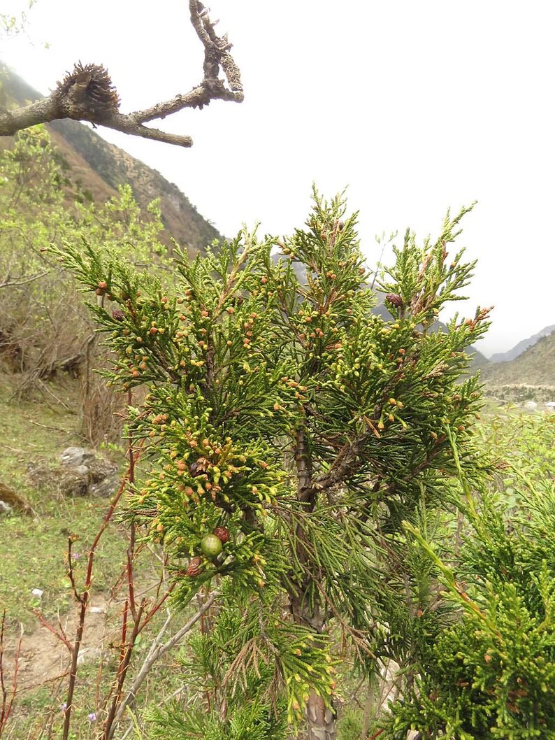 May include: A coniferous evergreen shrub with dense, scale-like green foliage and small, round, brownish-green cones scattered throughout the branches. The plant features a central woody stem and multiple upward-reaching, textured branch segments.