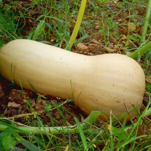 10-25 pestek dyni piżmowej, dyni piżmowej, dyń, tykw i melonów zdjęcie 5