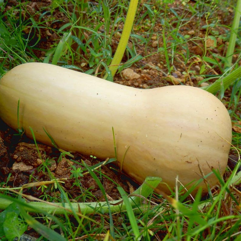 10-25 pestek dyni piżmowej, dyni piżmowej, dyń, tykw i melonów zdjęcie 5
