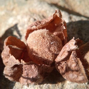 Pu&ograve; includere: Un baccello rotondo, soffice e marrone chiaro, annidato all'interno di un guscio marrone, secco e cartaceo, che si &egrave; aperto per rivelare il centro strutturato. L'oggetto presenta un aspetto naturale e organico con fibre visibili e toni terrosi.