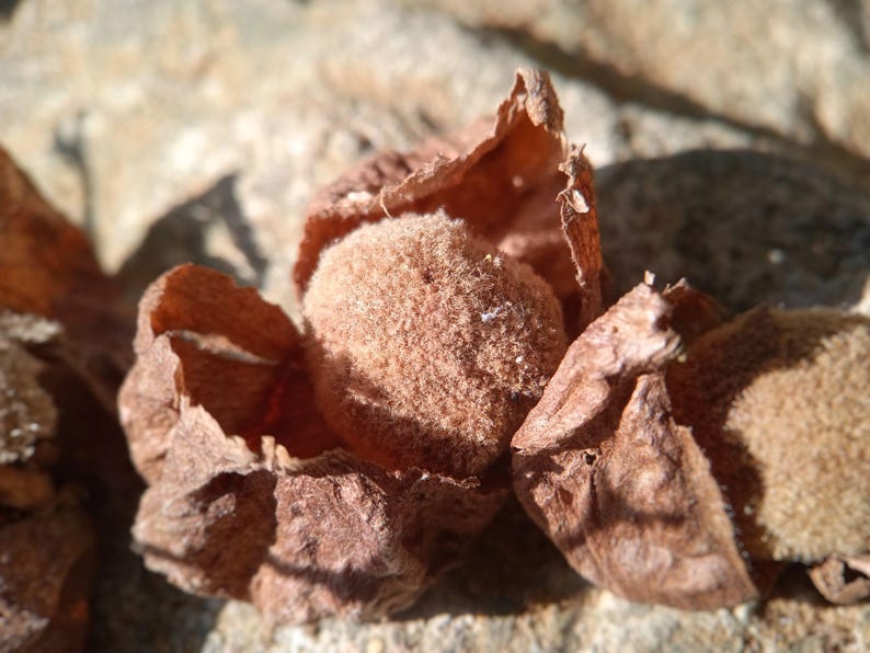 Pu&ograve; includere: Un baccello rotondo, soffice e marrone chiaro, annidato all'interno di un guscio marrone, secco e cartaceo, che si &egrave; aperto per rivelare il centro strutturato. L'oggetto presenta un aspetto naturale e organico con fibre visibili e toni terrosi.