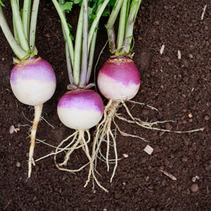 May include: Three fresh turnips with round, white and purple-tinted bulbs and long, green leafy stems. Each root vegetable features thin, light-coloured fibrous roots extending from the base, resting against a dark, textured soil background.