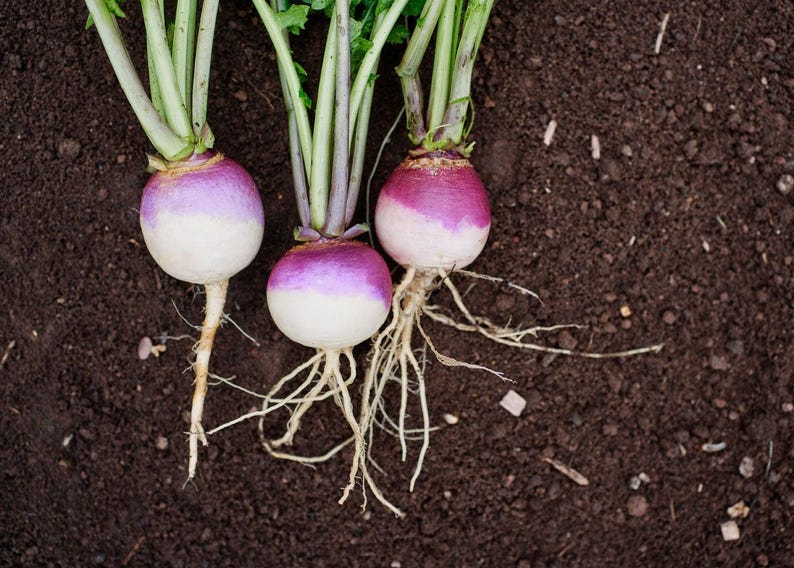 May include: Three fresh turnips with round, white and purple-tinted bulbs and long, green leafy stems. Each root vegetable features thin, light-coloured fibrous roots extending from the base, resting against a dark, textured soil background.