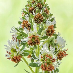 May include: A flowering plant stalk featuring clusters of small, white, thread-like petals and rounded, textured, light brown seed heads. The plant has narrow, sage-green leaves arranged along a central stem, creating a conical, upright structure.