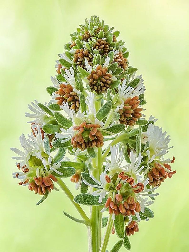 May include: A flowering plant stalk featuring clusters of small, white, thread-like petals and rounded, textured, light brown seed heads. The plant has narrow, sage-green leaves arranged along a central stem, creating a conical, upright structure.