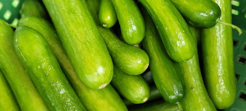 Más de 25 semillas de pepino Beit Alpha, Cucumis sativus, pepino israelí, pepino persa imagen 2