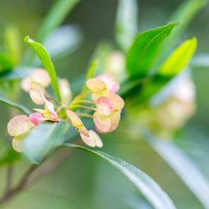 25-100 zaden van de hopstruik (Dodonaea viscosa), een haagstruik. afbeelding 1
