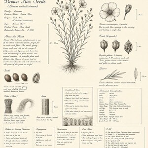 Pu&ograve; includere: Un poster educativo botanico intitolato Brown Flax Seeds (Linum usitatissimum) con dettagliate illustrazioni a inchiostro nero e bianco della pianta, fiori, frutti, semi e fibre con testo descrittivo, dati scientifici e misure in cm.