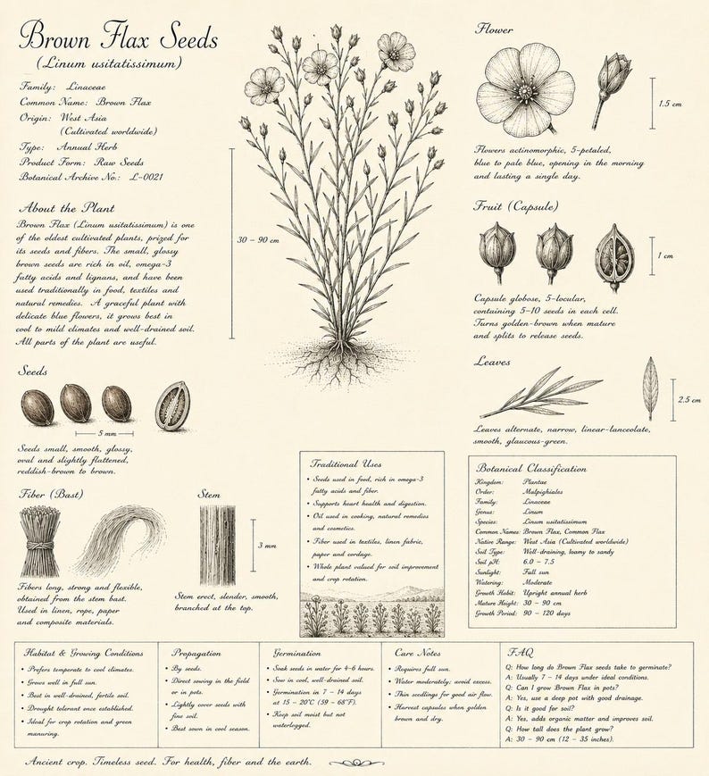 Pu&ograve; includere: Un poster educativo botanico intitolato Brown Flax Seeds (Linum usitatissimum) con dettagliate illustrazioni a inchiostro nero e bianco della pianta, fiori, frutti, semi e fibre con testo descrittivo, dati scientifici e misure in cm.