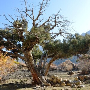 May include: A large, weathered tree with a thick, textured, reddish-brown trunk and twisted branches. The upper canopy features dense patches of dark green foliage mixed with bare, skeletal limbs against a clear, bright blue sky.