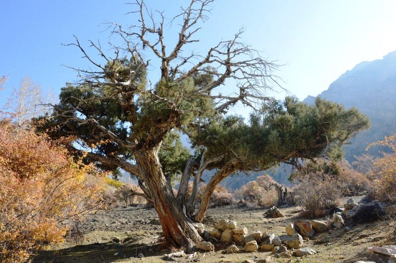 May include: A large, weathered tree with a thick, textured, reddish-brown trunk and twisted branches. The upper canopy features dense patches of dark green foliage mixed with bare, skeletal limbs against a clear, bright blue sky.