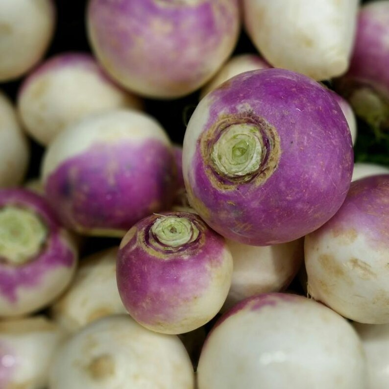 300+ Purple Top White Globe Turnip Seeds, Brassica rapa, White Root Vegetable image 9