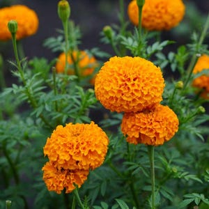 May include: Several vibrant orange marigold flowers in full bloom with dense, ruffled petals. The flowers are supported by slender green stems and surrounded by pinnate, serrated green leaves, with some unopened flower buds visible among them.