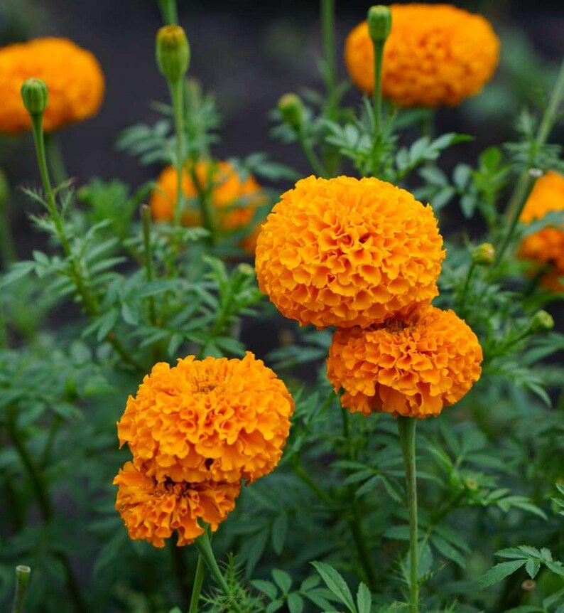 May include: Several vibrant orange marigold flowers in full bloom with dense, ruffled petals. The flowers are supported by slender green stems and surrounded by pinnate, serrated green leaves, with some unopened flower buds visible among them.