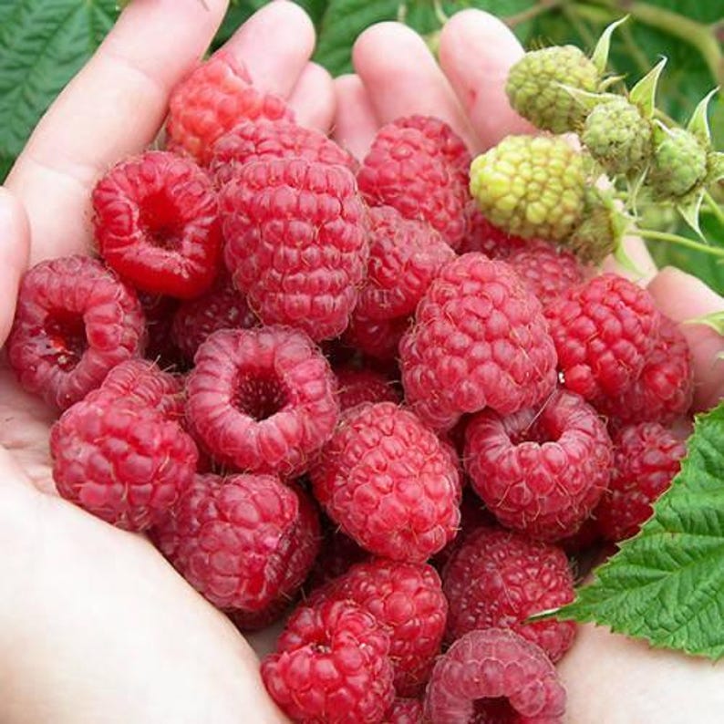 Peut inclure: Une grande poign&eacute;e de framboises m&ucirc;res d'un rouge &eacute;clatant &agrave; la surface textur&eacute;e et bossel&eacute;e. Plusieurs framboises plus petites, vert p&acirc;le et non m&ucirc;res, sont visibles sur la tige en haut &agrave; droite, ainsi qu'une feuille verte dentel&eacute;e en bas &agrave; droite.