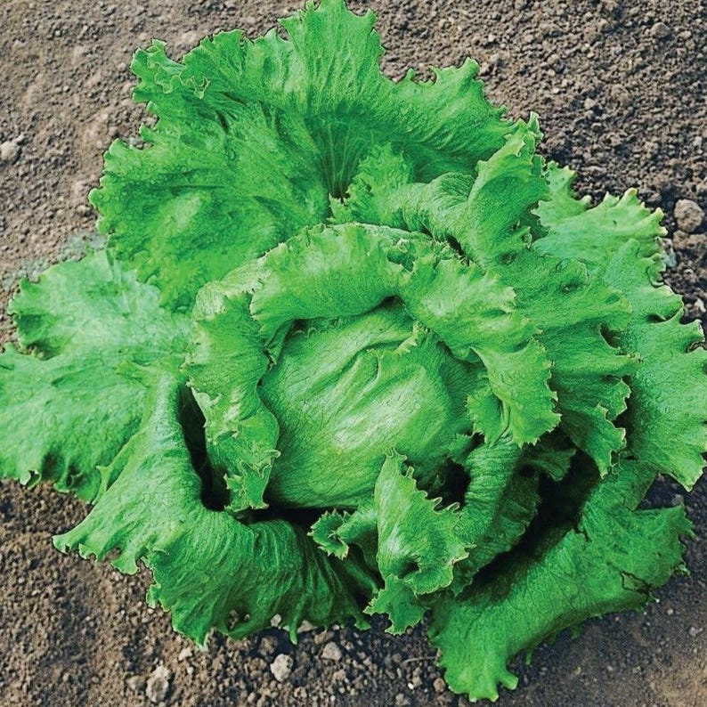 Puede incluir: Una lechuga de color verde vibrante con hojas rizadas y apretadas que forman un centro denso y redondeado. Las hojas exteriores son anchas y onduladas, mostrando un tono esmeralda intenso, mientras que las interiores son m&aacute;s claras y compactas.