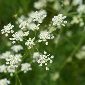500+ Cumin Seeds, Cuminum cyminum, Jeera Spice Herb image 4