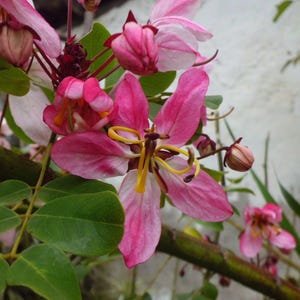 Puede incluir: Un racimo de flores rosas y blancas con estambres amarillos prominentes y filamentos curvados. Las flores presentan cinco p&eacute;talos delicados, algunos abiertos y otros en forma de capullo, acompa&ntilde;ados de peque&ntilde;as hojas verdes redondeadas.