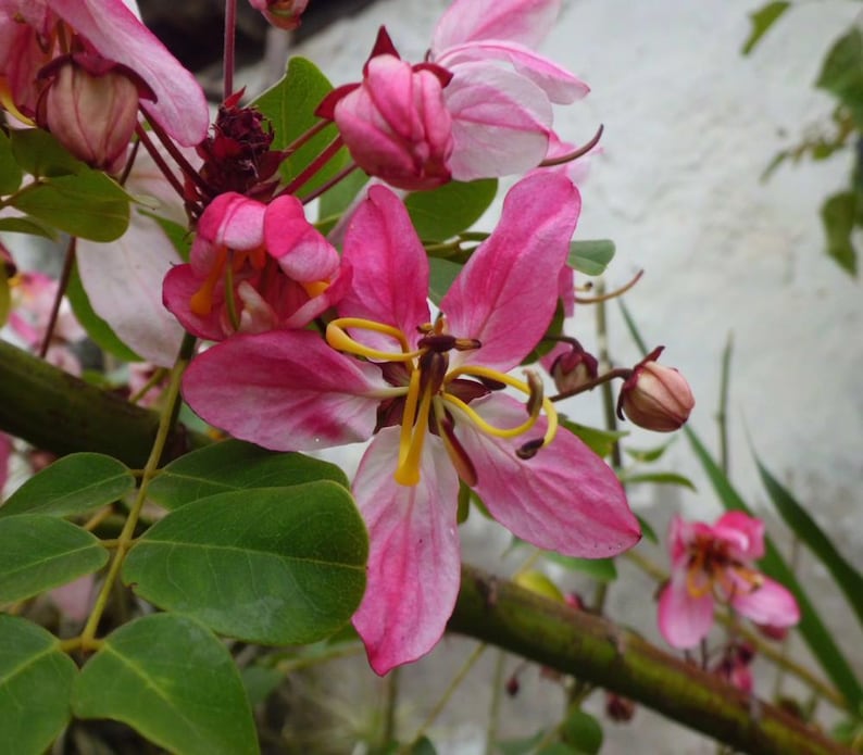 Puede incluir: Un racimo de flores rosas y blancas con estambres amarillos prominentes y filamentos curvados. Las flores presentan cinco p&eacute;talos delicados, algunos abiertos y otros en forma de capullo, acompa&ntilde;ados de peque&ntilde;as hojas verdes redondeadas.
