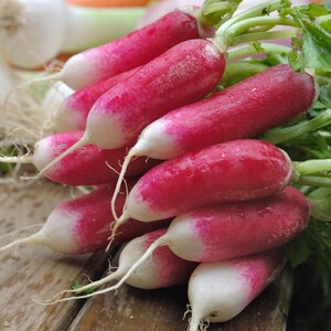 Über 100 Samen der chinesischen Rosenrettichsorte Raphanus sativus (Rosa Rettich), Wurzelgemüse Bild 1