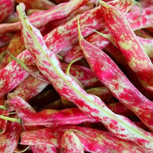 K&ouml;nnte beinhalten: Eine Ansammlung frischer Cranberry-Bohnen, auch bekannt als Borlotti-Bohnen, mit l&auml;nglichen Schoten, die ein ausgepr&auml;gtes gesprenkeltes Muster in leuchtendem Rot und Cremewei&szlig; aufweisen. Die Schoten sind gebogen und spitz zulaufend.