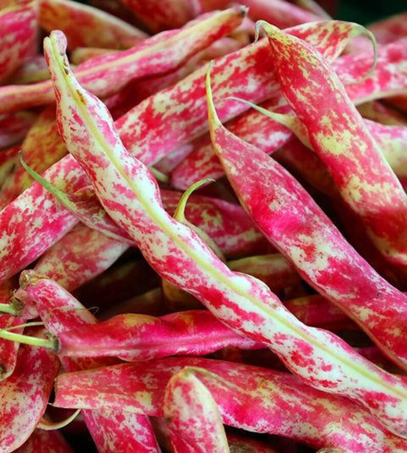 K&ouml;nnte beinhalten: Eine Ansammlung frischer Cranberry-Bohnen, auch bekannt als Borlotti-Bohnen, mit l&auml;nglichen Schoten, die ein ausgepr&auml;gtes gesprenkeltes Muster in leuchtendem Rot und Cremewei&szlig; aufweisen. Die Schoten sind gebogen und spitz zulaufend.