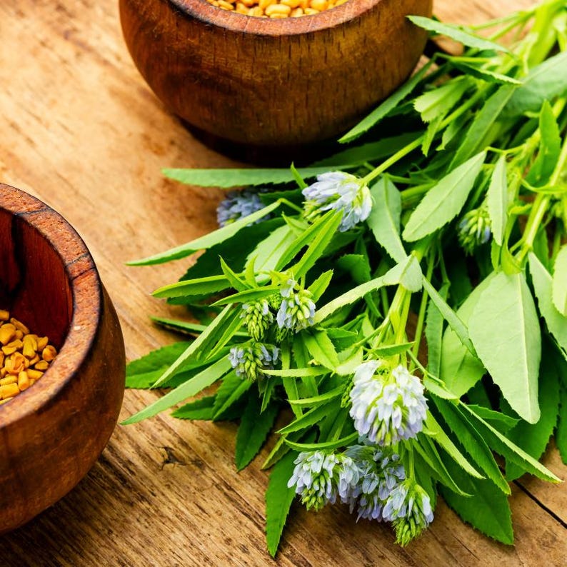 100+ Fenugreek Seeds, Trigonella foenum-graecum, Methi Herb, Culinary Herb image 2