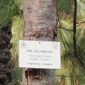 One Pinus wallichiana Cone, Himalayan Blue Pine Botanical Craft Supply image 10