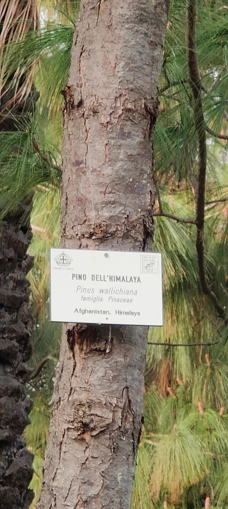 One Pinus wallichiana Cone, Himalayan Blue Pine Botanical Craft Supply image 10
