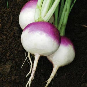 May include: Three fresh turnips with round, white bulbs and vibrant purple tops. Each turnip features long, light green leafy stems extending from the top and a thin, pale root extending from the bottom, resting against dark, rich soil.