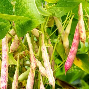 10-30 semillas de frijol pinto, Phaseolus vulgaris, frijol Chitra Rajma imagen 8