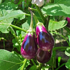 100+ Small Cluster Brinjal Seeds, Solanum melongena, Purple Cluster Eggplant, Indian Brinjal image 4