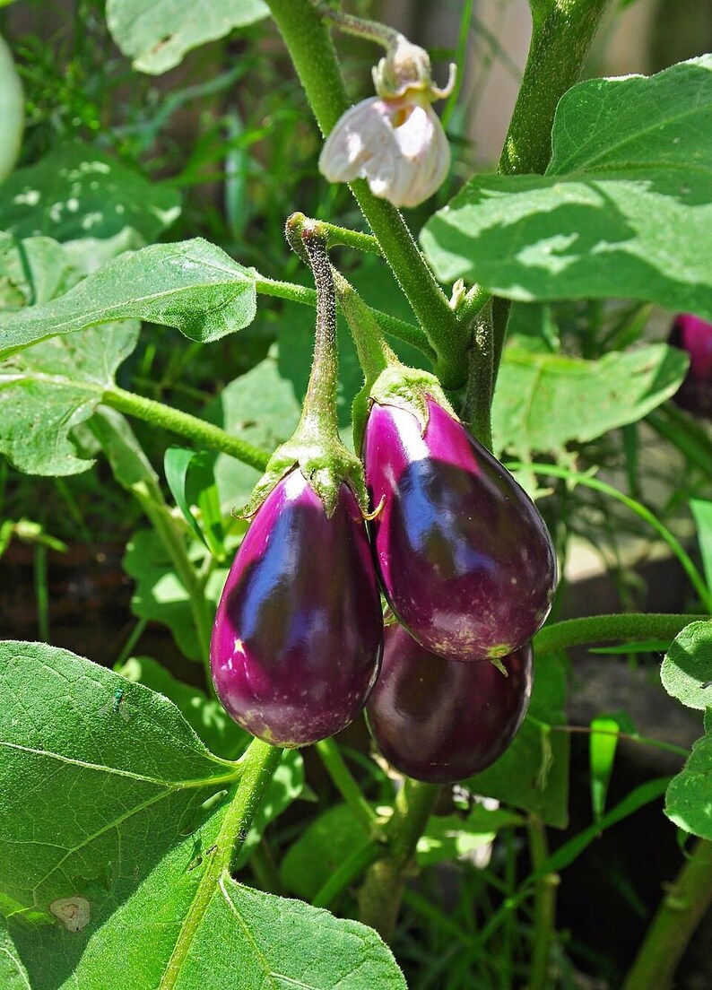 100+ Small Cluster Brinjal Seeds, Solanum melongena, Purple Cluster Eggplant, Indian Brinjal image 4