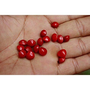 Puede incluir: Una colecci&oacute;n de semillas peque&ntilde;as, lisas y redondeadas con un acabado rojo brillante y vibrante. Estas semillas tienen forma ovalada y presentan un color rojo s&oacute;lido y uniforme en toda su superficie, esparcidas sobre una piel texturizada.