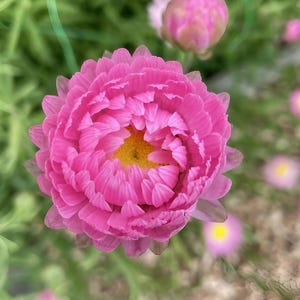 K&ouml;nnte beinhalten: Eine leuchtend rosa Strohblume in voller Bl&uuml;te mit zahlreichen geschichteten, papierartigen Bl&uuml;tenbl&auml;ttern, die kreisf&ouml;rmig um eine kleine, leuchtend gelbe Mitte angeordnet sind. Die Blume ist von oben fotografiert und zeigt ihre dichte Struktur.