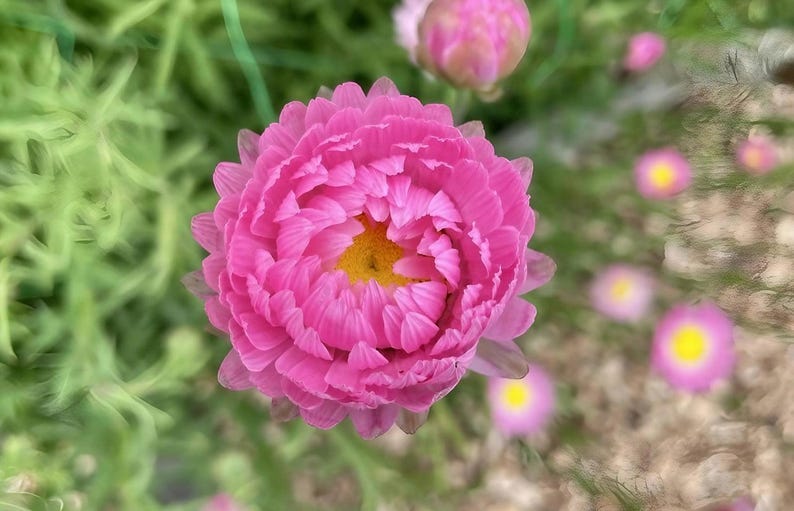 K&ouml;nnte beinhalten: Eine leuchtend rosa Strohblume in voller Bl&uuml;te mit zahlreichen geschichteten, papierartigen Bl&uuml;tenbl&auml;ttern, die kreisf&ouml;rmig um eine kleine, leuchtend gelbe Mitte angeordnet sind. Die Blume ist von oben fotografiert und zeigt ihre dichte Struktur.